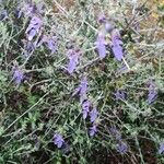 Teucrium fruticansBlomst