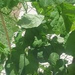 Luffa aegyptiaca Leaf