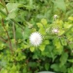 Sonchus oleraceus Owoc