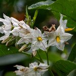 Solanum saponaceum Flor