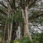 Ficus benghalensis Schors