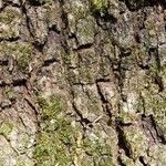 Quercus robur Habit