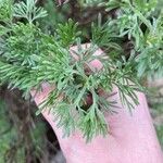 Artemisia abrotanumLeaf