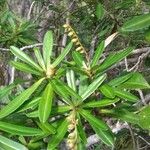 Hibbertia tontoutensis List