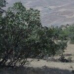 Quercus brantii Yaprak