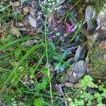 Valeriana tripteris Hábito