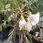 Sesbania grandiflora Blomst
