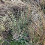 Festuca asplundii 形态