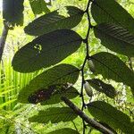 Diospyros brassica Лист