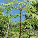 Moringa oleifera Blad