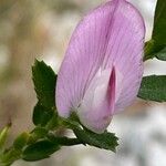 Ononis spinosa Blüte