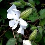 Silene latifolia Flor