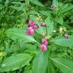 Impatiens glandulifera Квітка