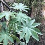 Ricinus communisLeaf