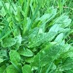 Rumex acetosaFeuille