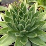 Echeveria agavoides Feuille