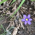 Sisyrinchium langloisii Flower