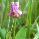 Lathyrus linifolius Flor