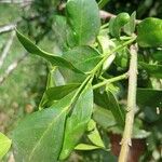 Acokanthera schimperi Blatt