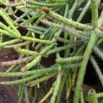 Rhipsalis grandiflora Bark