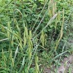 Bromus catharticus Облик