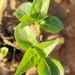 Mirabilis longiflora L.Ліст