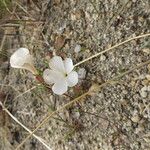 Linanthus dichotomus Habitatea