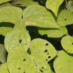 Ipomoea nil Feuille