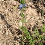 Veronica dillenii Leaf