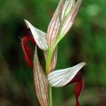 Serapias strictiflora Flower