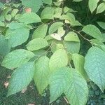 Pterostyrax hispidus Folla