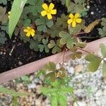 Oxalis corniculataVirág