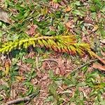 Acrocarpus fraxinifolius Voninkazo