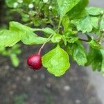 Crataegus laevigata Fruto