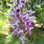 Orchis simiaFlower