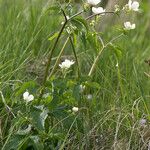 Ranunculus aconitifolius Vivejo