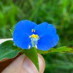 Commelina ensifolia 花