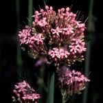 Centranthus angustifolius Λουλούδι