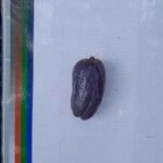 Dacryodes edulis Fruit