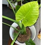 Alocasia macrorrhizos Leaf