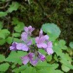 Cardamine chelidonia Çiçek