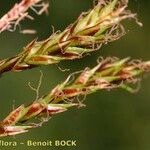 Carex brachystachys Fruitua