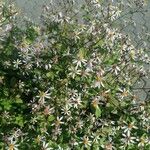 Symphyotrichum cordifolium Habitat