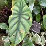 Alocasia clypeolata Hoja