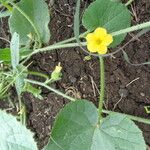 Cucumis engleri Flower
