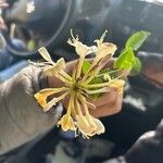 Lonicera periclymenum Flower