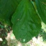Parrotia subaequalis Hoja