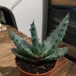 Aloe aculeataFolla