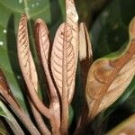 Pycnandra fastuosa Fruto