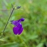 Salvia coahuilensis Flor